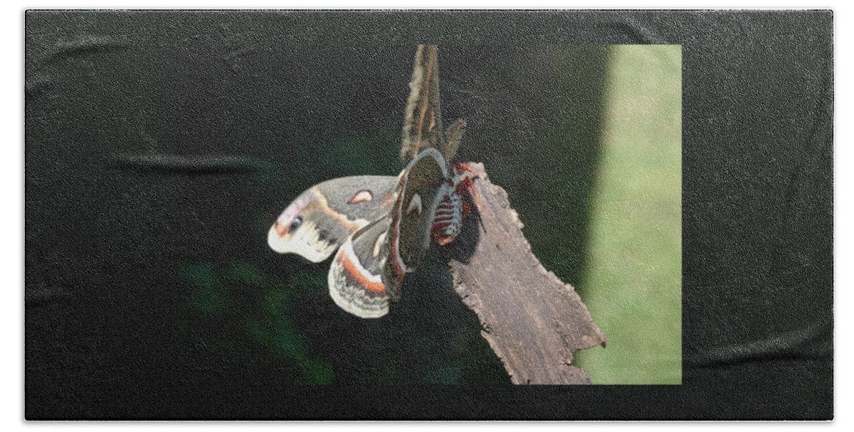 Green Beach Towel featuring the photograph Columbia Silk Moth I by Bernadette Krupa