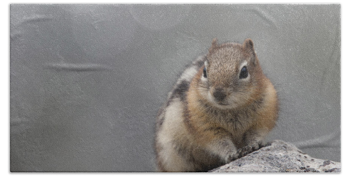 Wildlife Beach Towel featuring the photograph Columbian Ground Squirrel by Tony Mills