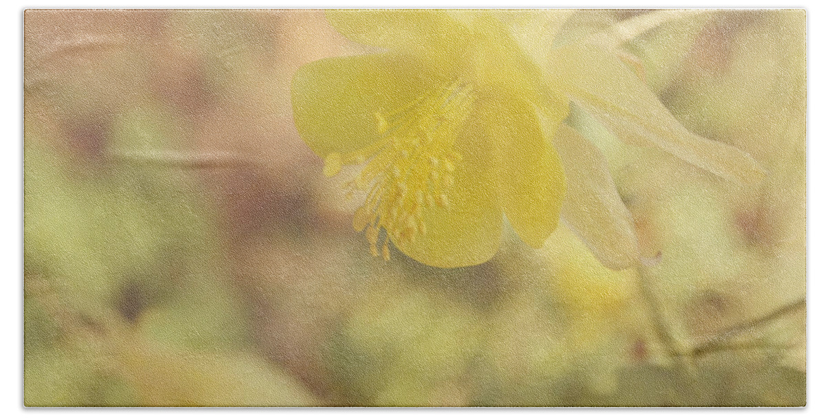 Yellow Flower Beach Towel featuring the photograph Columbine Flower by Kim Hojnacki