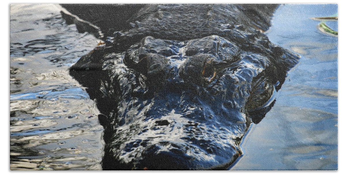 Alligator Beach Towel featuring the photograph Coming for You by Anthony Jones
