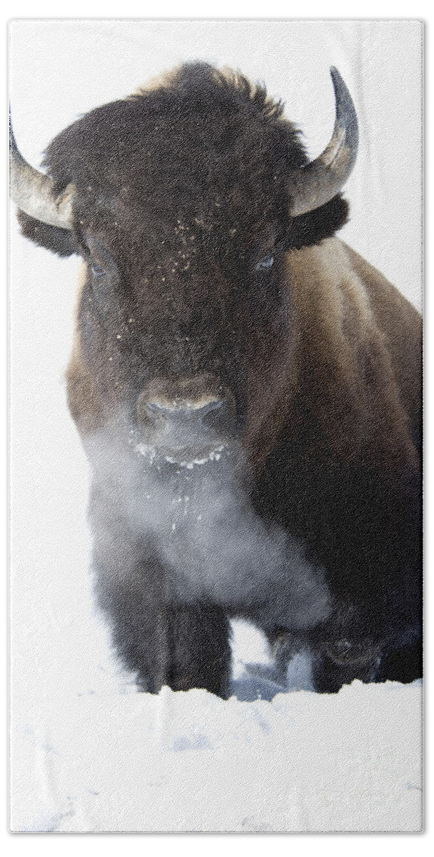Bison Beach Towel featuring the photograph Coming Through by Deby Dixon