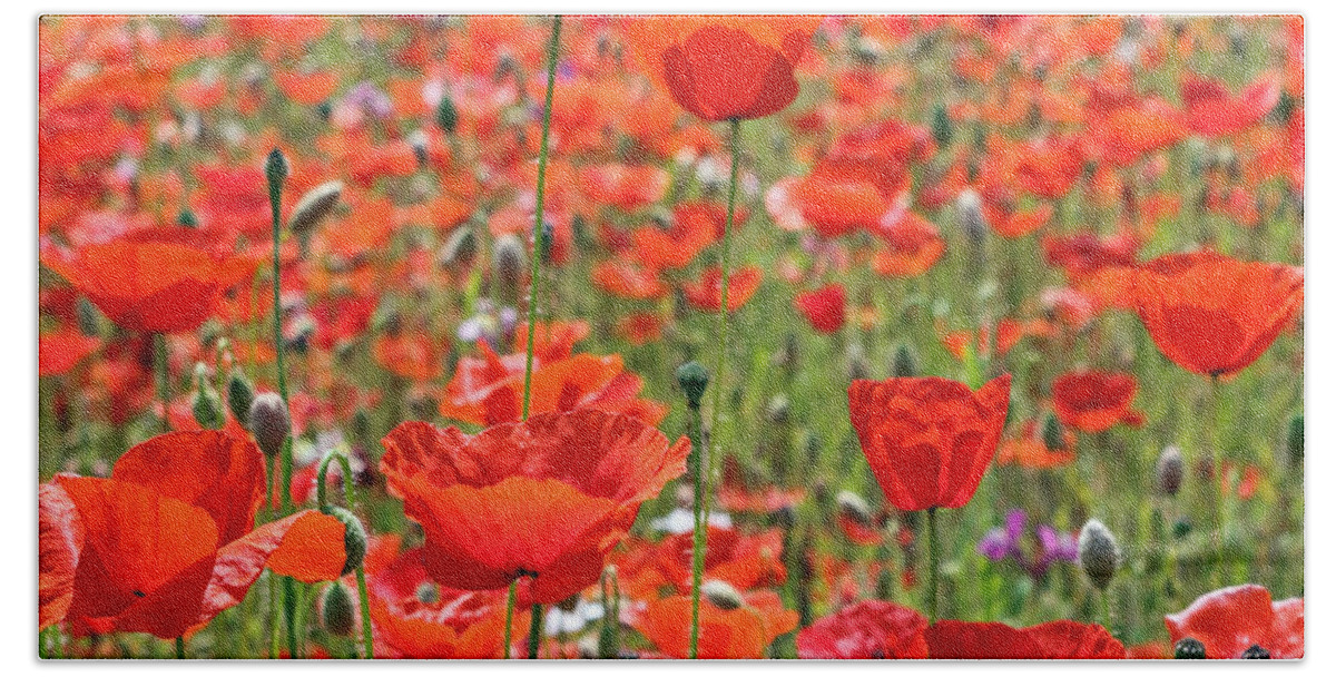 Commemorative Poppies Uk Red Flower Poppy Flowers Meadow Field Beach Sheet featuring the photograph Commemorative Poppies by Julia Gavin