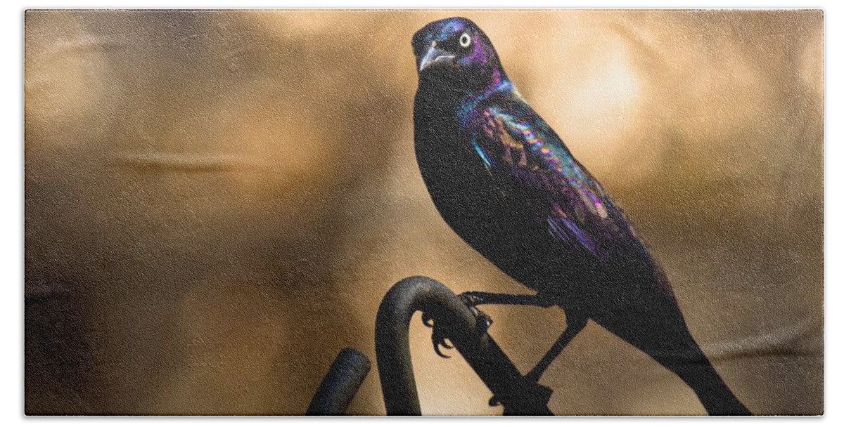 Common Grackle Beach Sheet featuring the photograph Common Grackle by Robert L Jackson