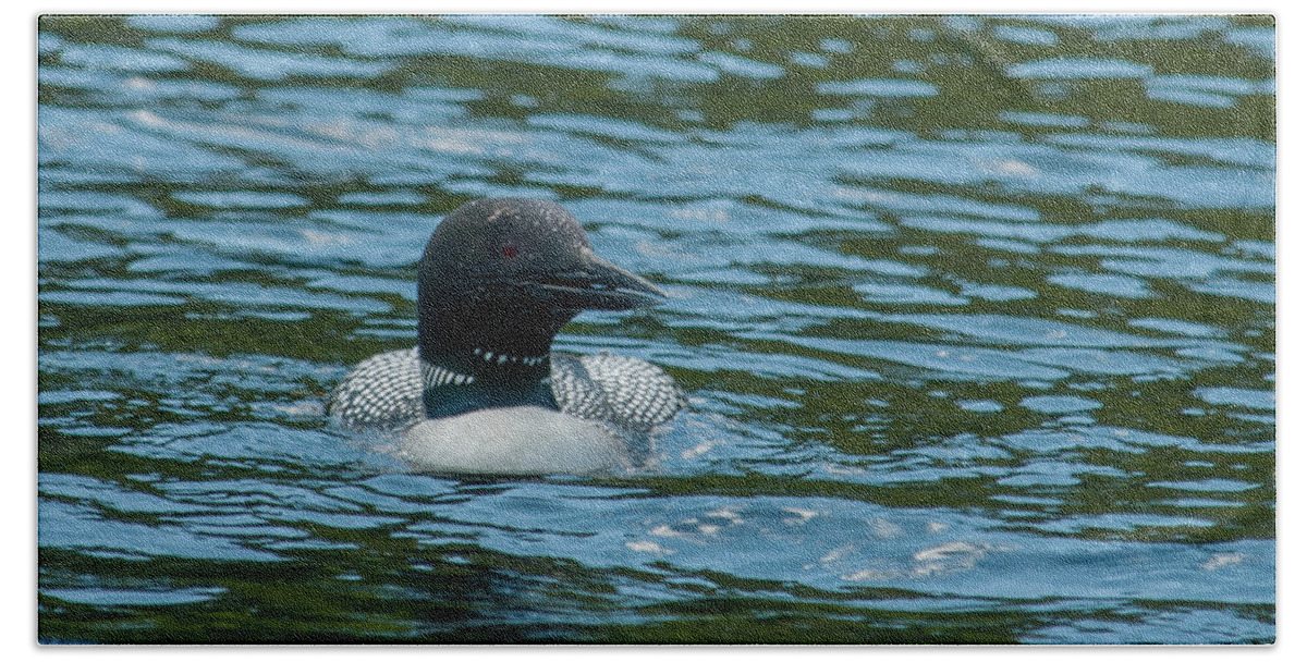 Birds Beach Towel featuring the photograph Common Loon by Brenda Jacobs