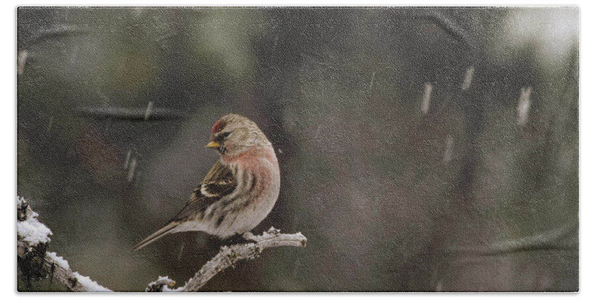 Feb0514 Beach Towel featuring the photograph Common Redpoll Male In Breeding Plumage by Michael Quinton