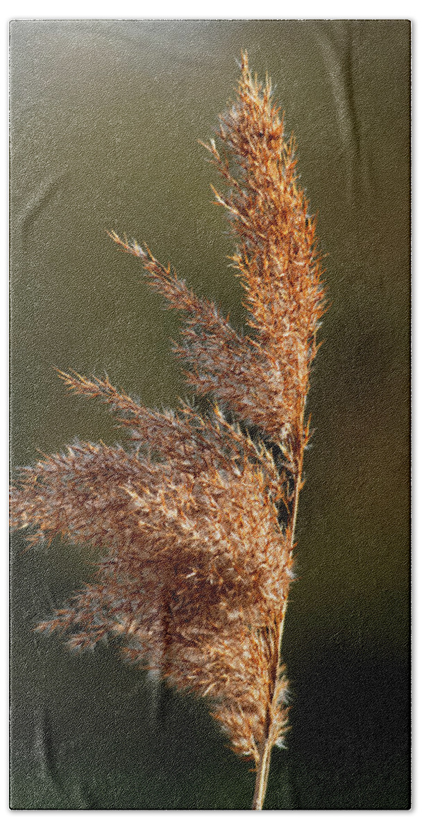 Bright Beach Towel featuring the photograph Common Reed Seed Head by Rod Johnson