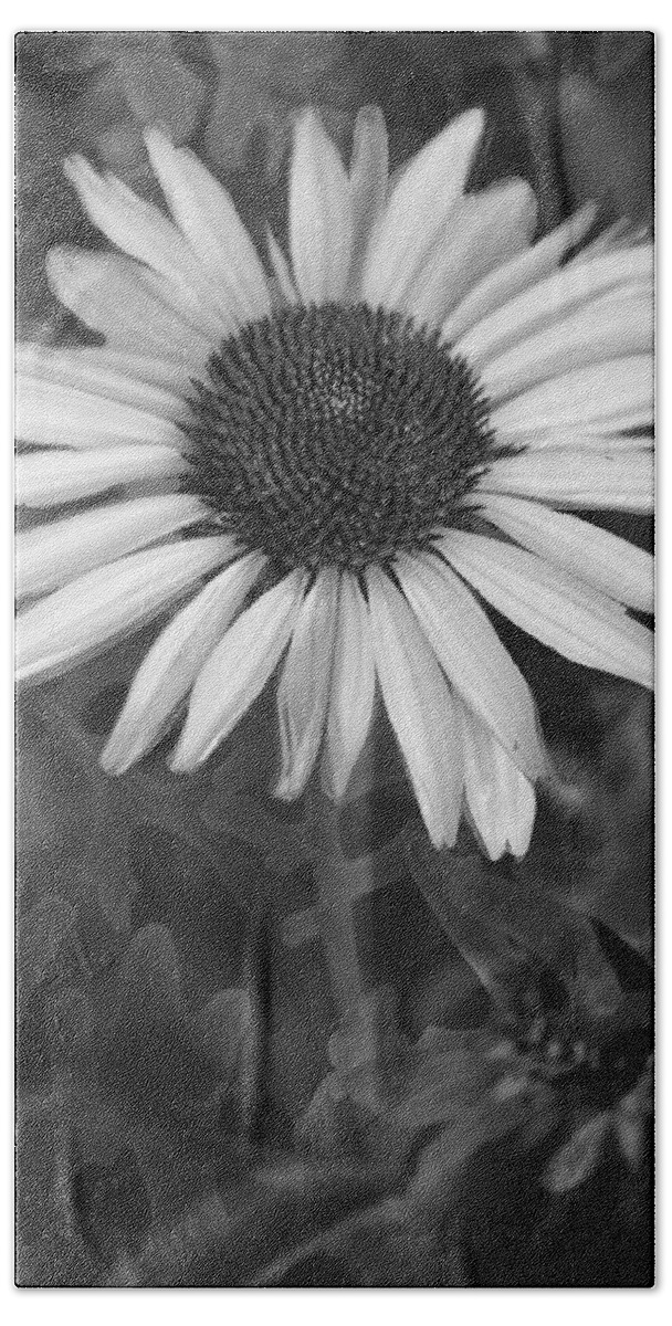 Cone Flower Beach Towel featuring the photograph Coneflower and Dusty Miller BW by Lesa Fine