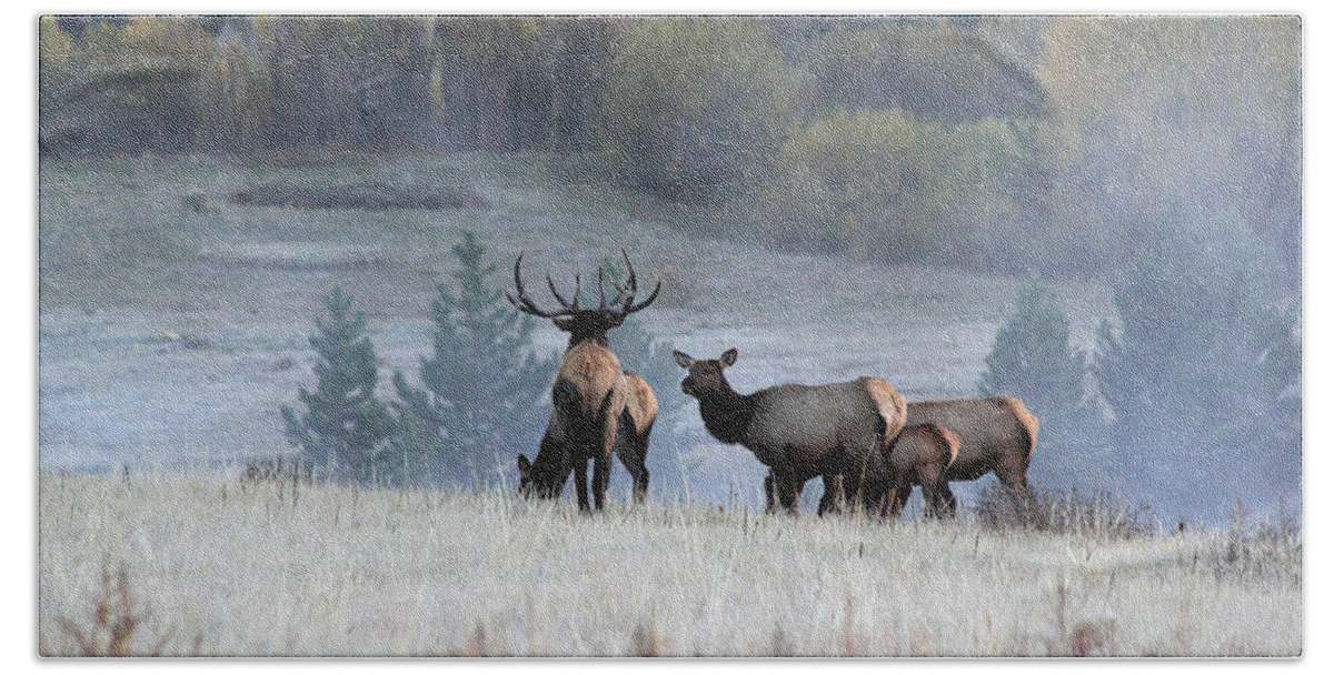 Elk Beach Sheet featuring the photograph Cool Misty Morning by Shane Bechler