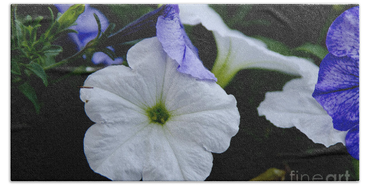 Petunias Beach Sheet featuring the photograph Cool Summer Petunias by Wilma Birdwell