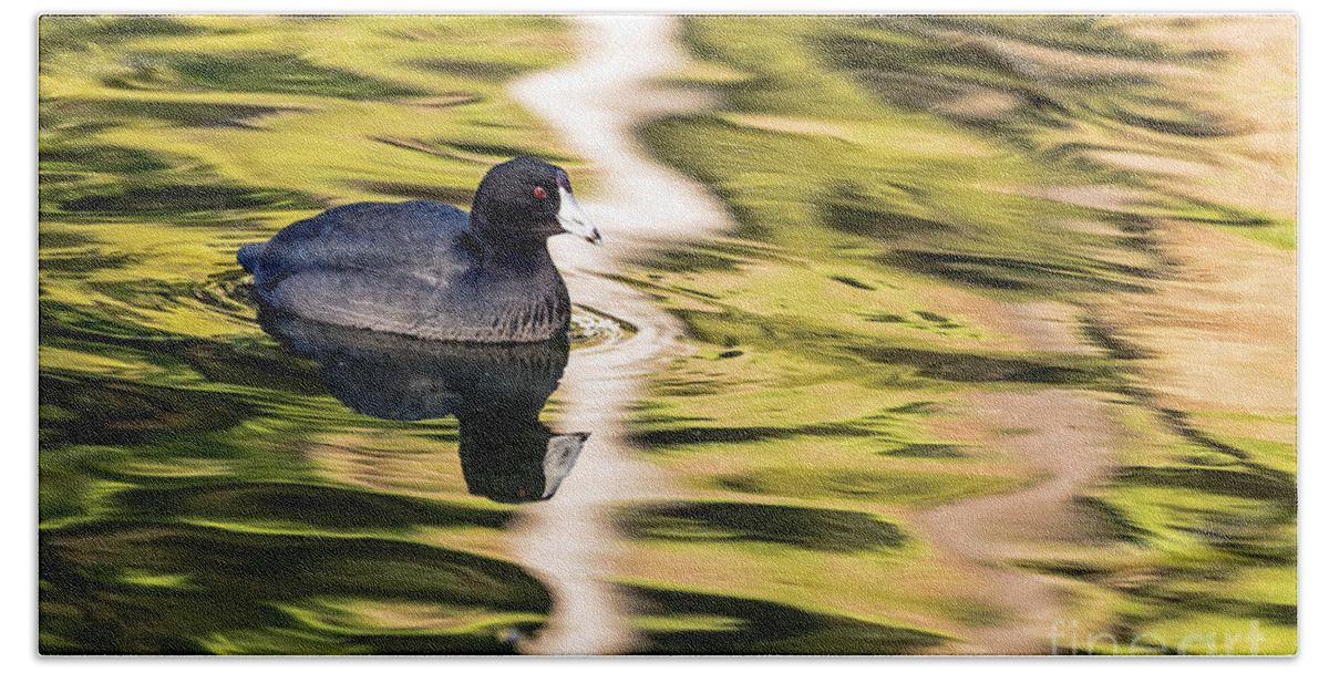 American Coot Beach Towel featuring the photograph Coot Reflected by Kate Brown