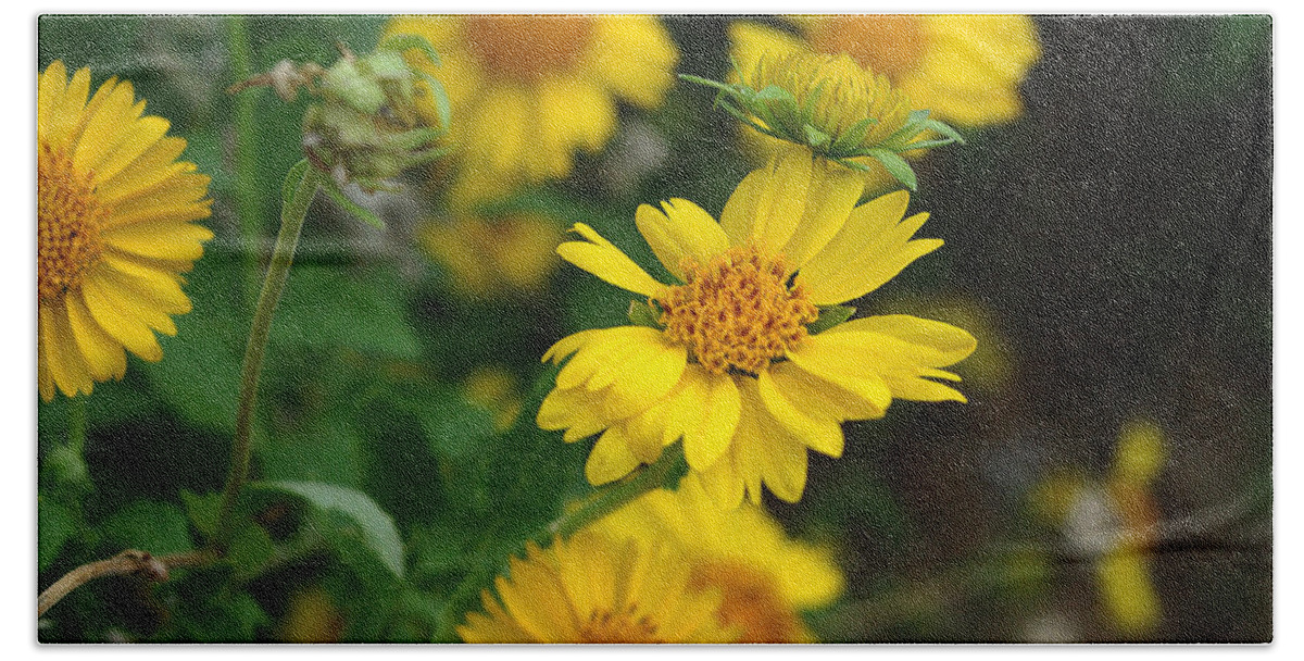 Coreopsis Beach Sheet featuring the photograph Coreopsis Bloom by Peter Piatt