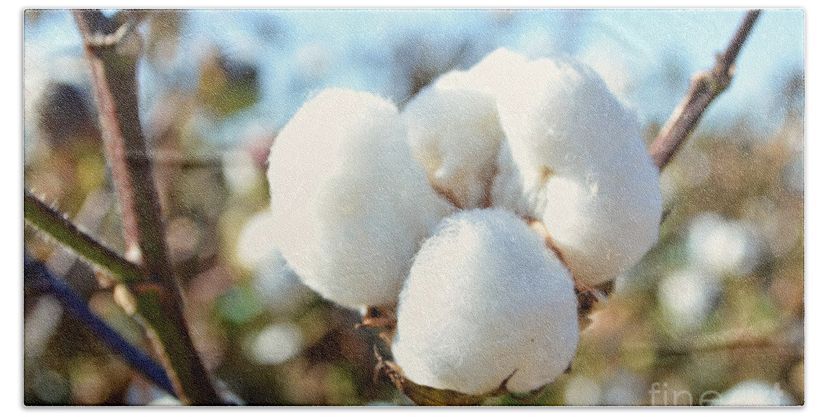 Nature Beach Sheet featuring the photograph Cotton Boll IV by Debbie Portwood