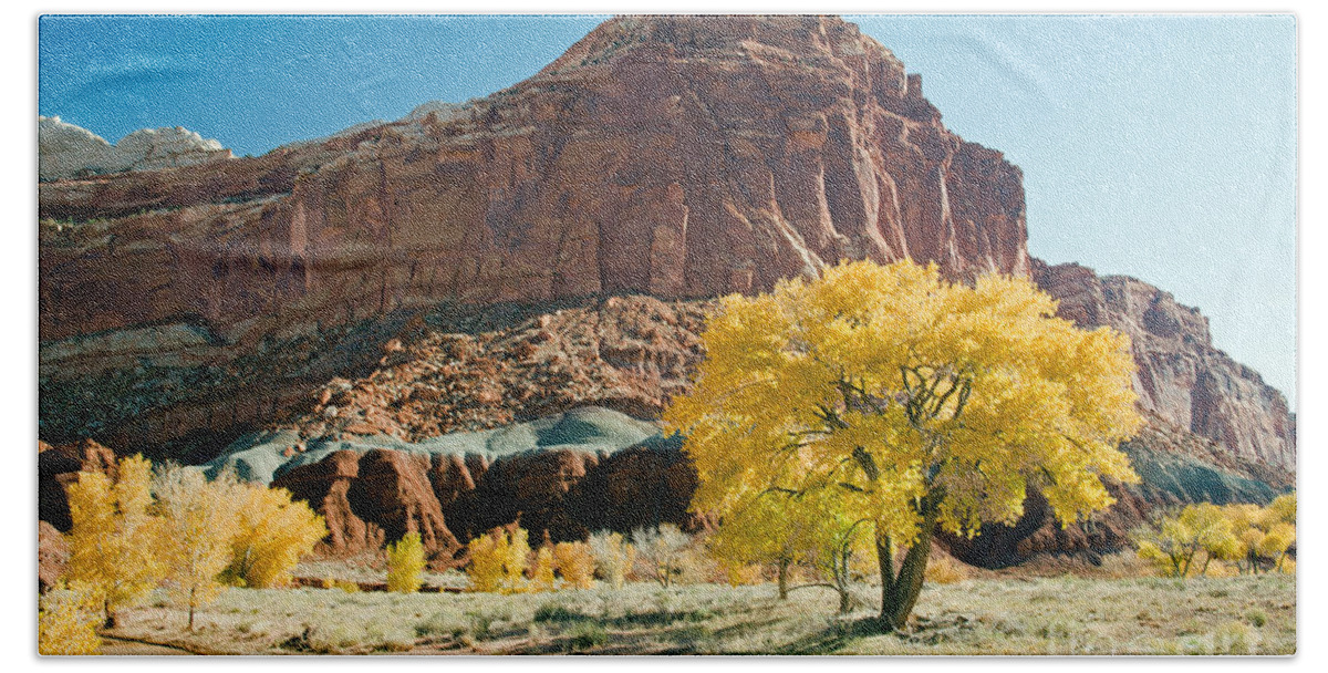 Autumn Beach Towel featuring the photograph Cottonwoods in Fall The CastleCapitol Reef National Park by Fred Stearns
