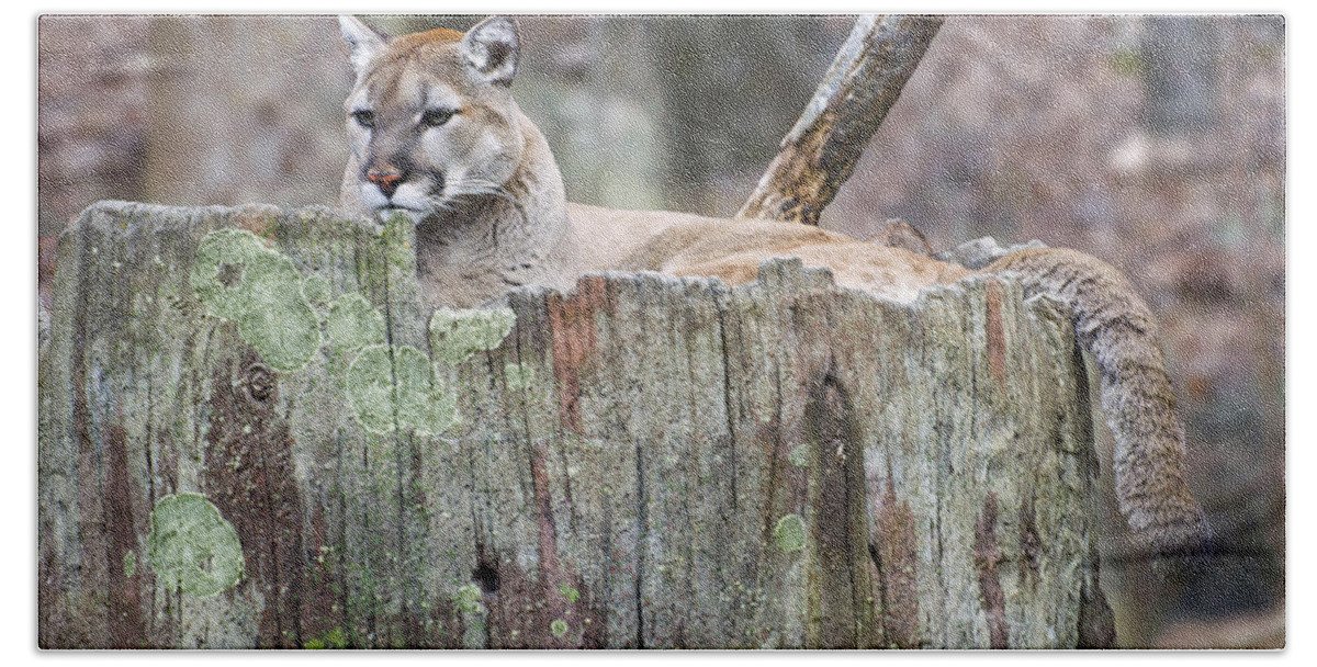 Cougar Beach Towel featuring the photograph Cougar on a stump by Flees Photos