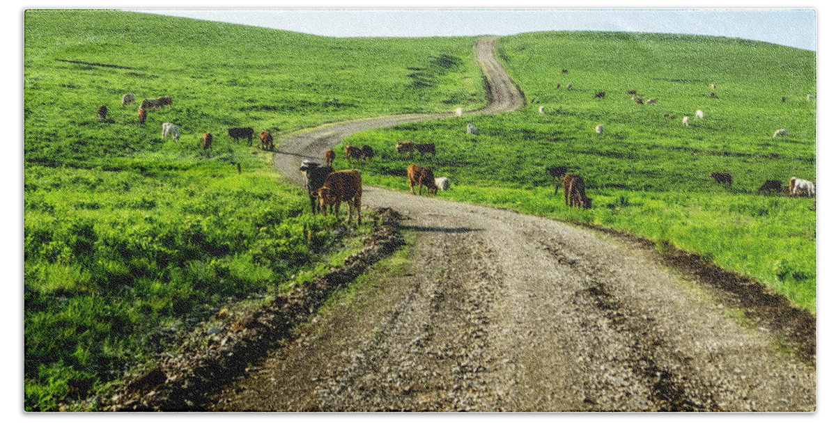 Cow Beach Towel featuring the photograph Cows on the Road by Eric Benjamin