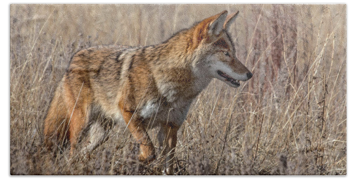 Coyote Beach Towel featuring the photograph Coyote on the Hunt by Dawn Key