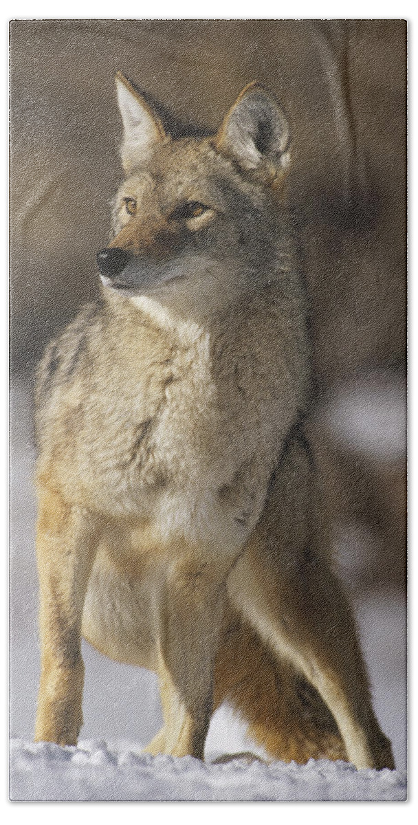 Feb0514 Beach Towel featuring the photograph Coyote Portrait In Winter Colorado by Konrad Wothe