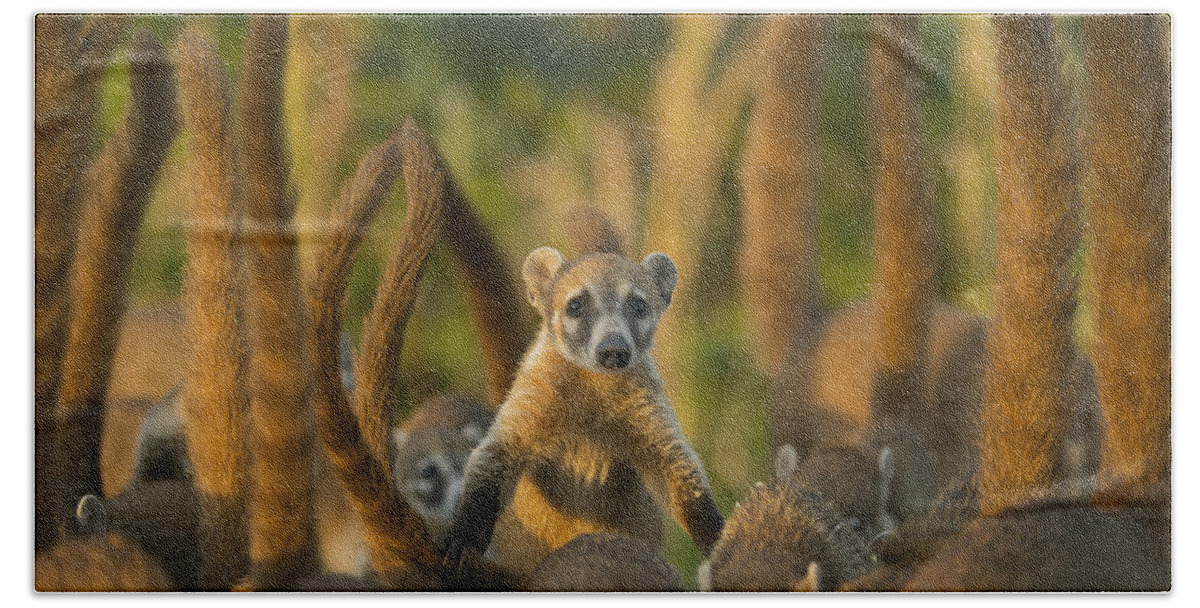 Kevin Schafer Beach Towel featuring the photograph Cozumel Island Coati Cozumel Island by Kevin Schafer