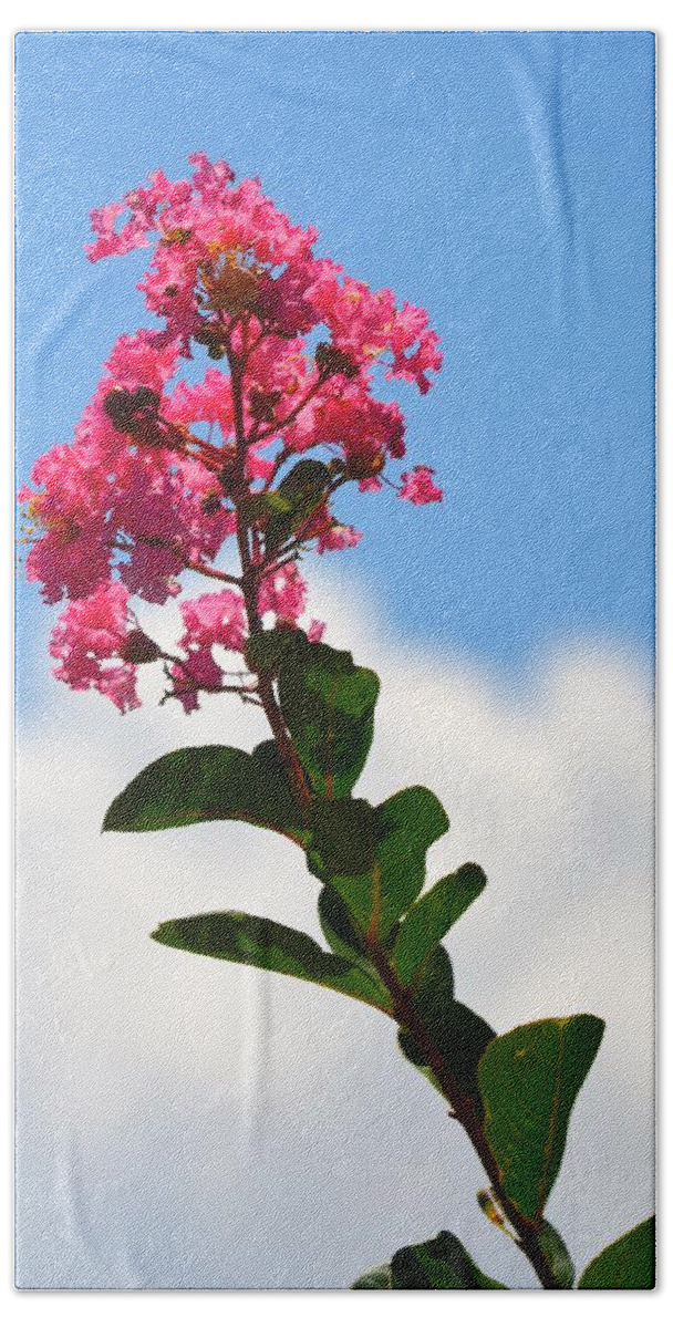 Crepe Myrtle Beach Towel featuring the photograph Crepe Myrtle against the Sky by Richard Bryce and Family