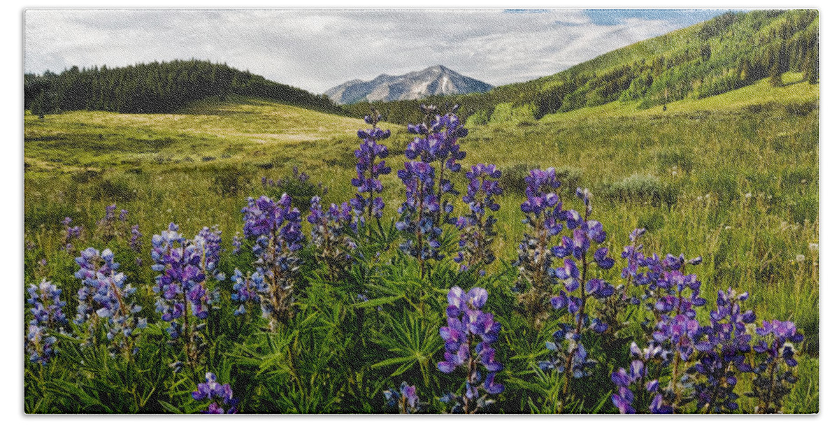 Crested Butte Beach Towel featuring the photograph Crested Butte Lupines by Ronda Kimbrow
