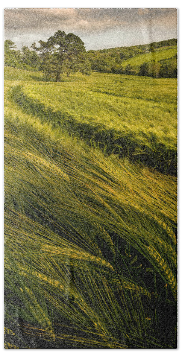 Wheat Beach Sheet featuring the photograph Green Green Field by Mal Bray