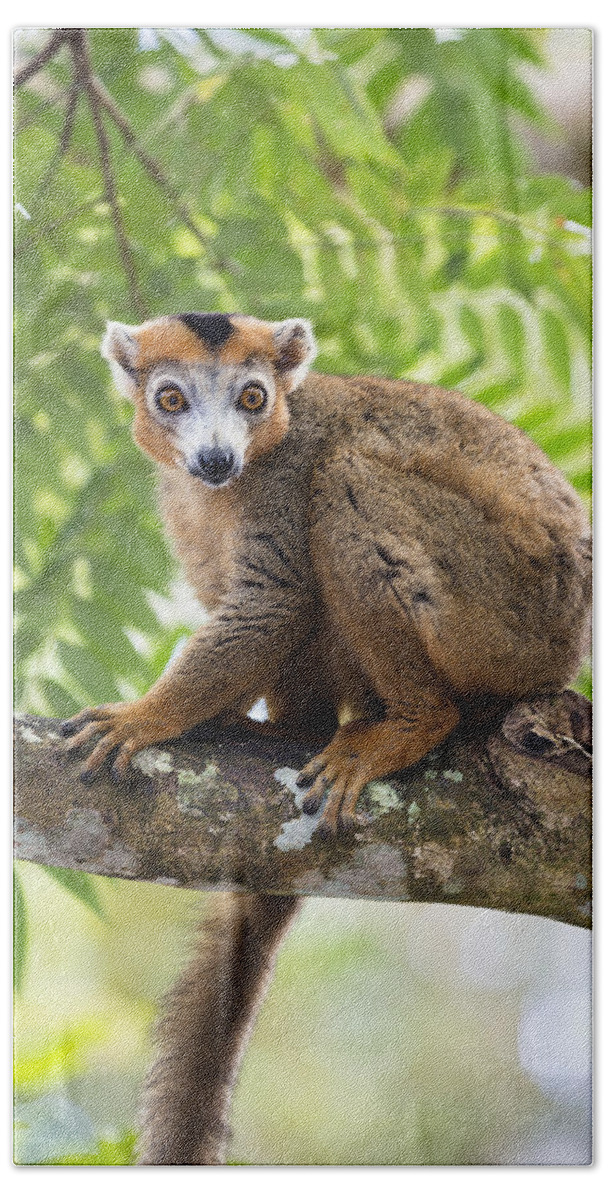 Feb0514 Beach Towel featuring the photograph Crowned Lemur Male Madagascar by Konrad Wothe