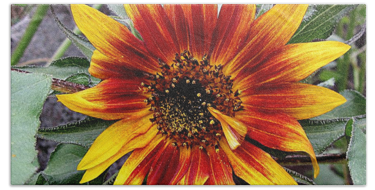 Sunflower Beach Towel featuring the photograph Crying Sunflower by MTBobbins Photography