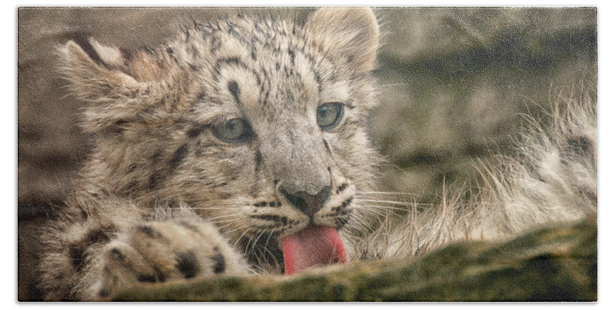 Marwell Beach Towel featuring the photograph Cub and Tongue by Chris Boulton