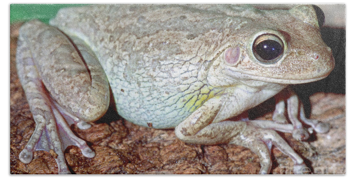 Fauna Beach Towel featuring the photograph Cuban Tree Frog Osteopilus by Millard H. Sharp