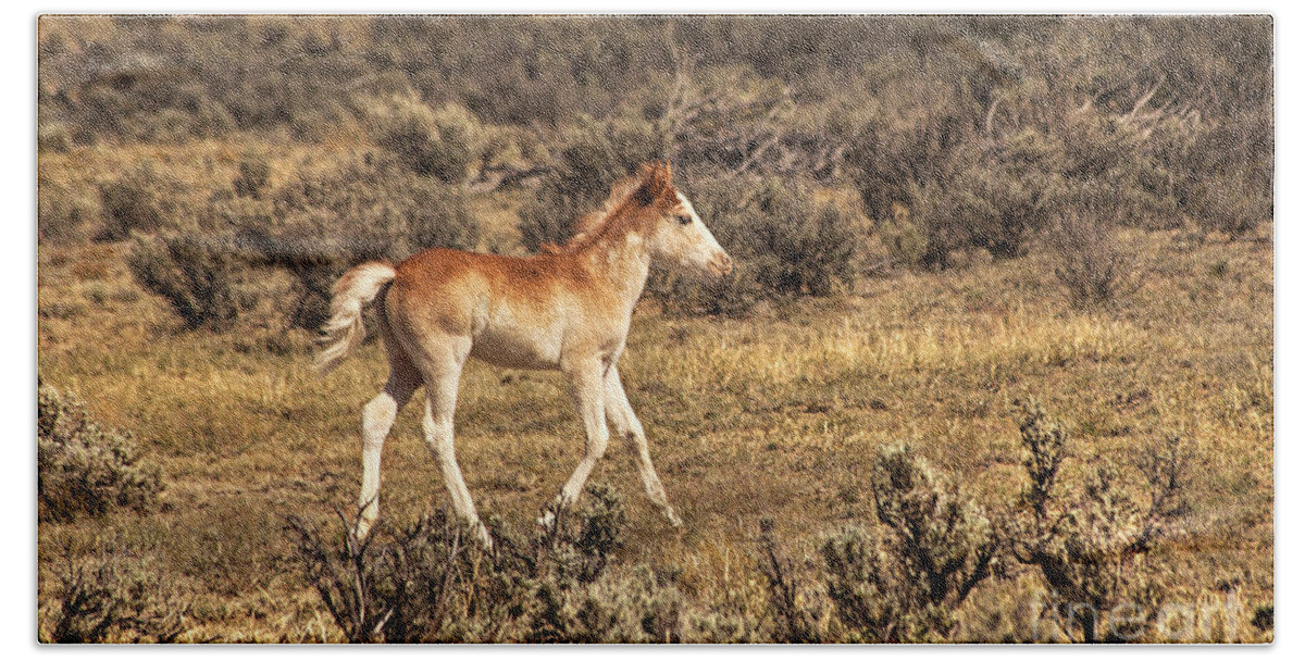 Cute Colt Wild Horse On Navajo Indian Reservation Fine Art Photography Print New Mexico Beach Sheet featuring the photograph Cute Colt Wild Horse On Navajo Indian Reservation by Jerry Cowart