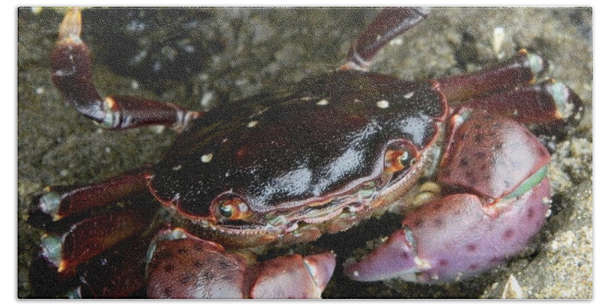 Nature Beach Sheet featuring the photograph Cute Crab by Gallery Of Hope 