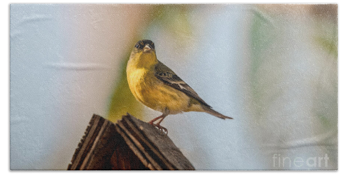 Yellow Beach Towel featuring the photograph Cute Finch by Robert Bales