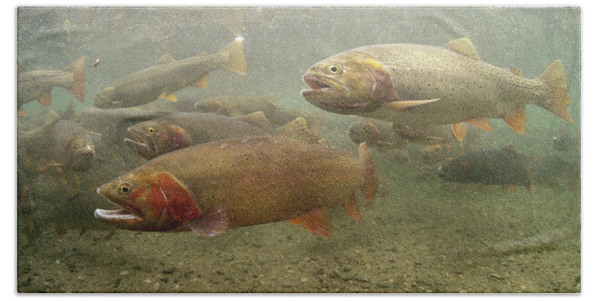 Feb0514 Beach Towel featuring the photograph Cutthroat Trout In The Spring Idaho by Michael Quinton