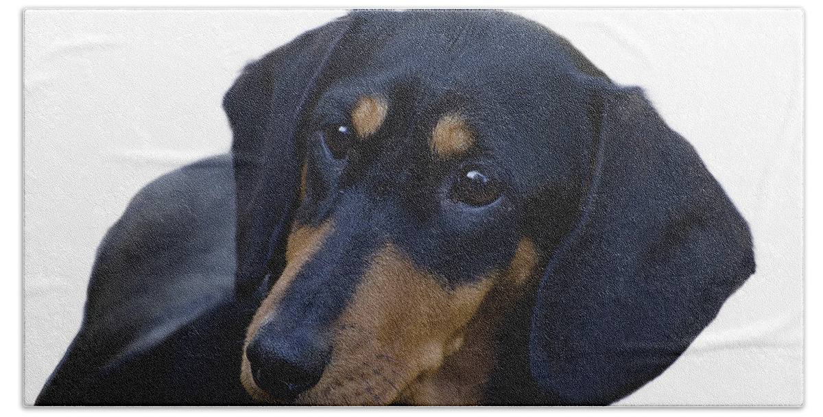 Dog Beach Sheet featuring the photograph Dachshund by Linsey Williams