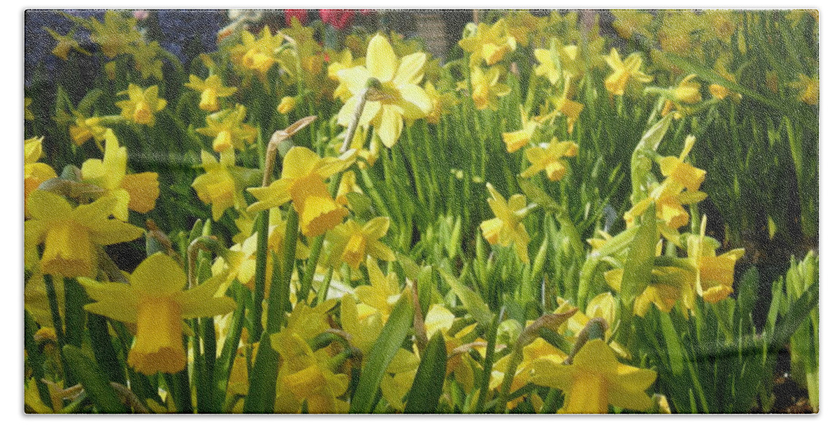Yellow Daffodoils Beach Towel featuring the photograph Daffidoils by Kim Prowse