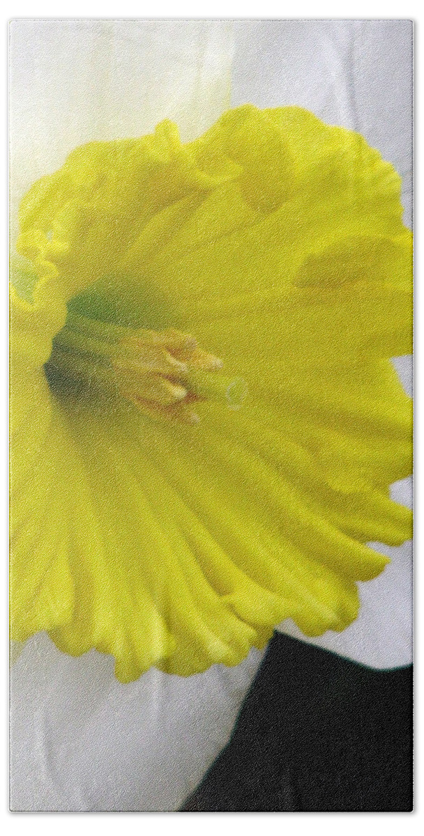 Daffodil Beach Towel featuring the photograph Daffodil 21 by Pamela Critchlow
