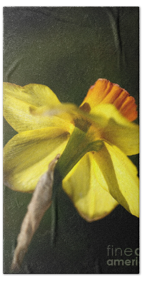Daffodil Flower. Daffodil Beach Towel featuring the photograph Daffodils Grace by Joy Watson
