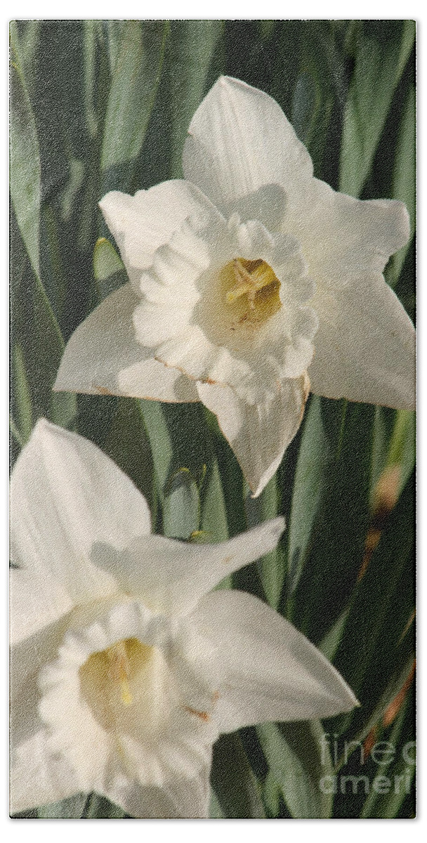 Dafodil Beach Towel featuring the photograph Dafodil173 by Gary Gingrich Galleries