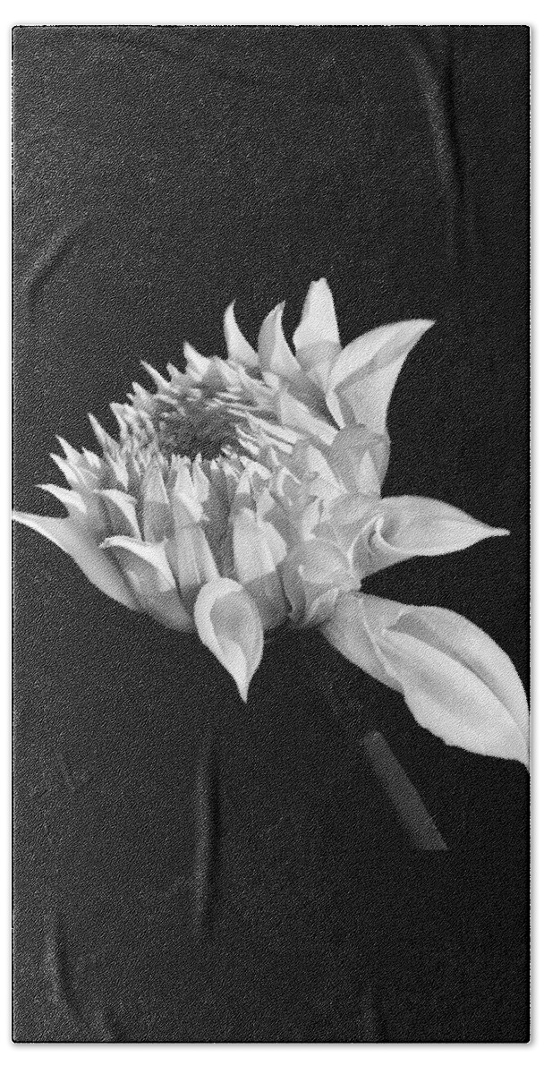 Dahlia Beach Towel featuring the photograph Dahlia Flower Blooming Black and White by Jennie Marie Schell