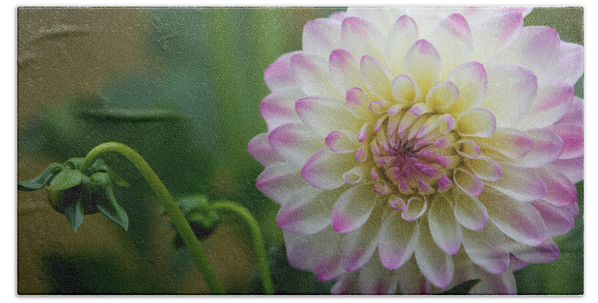 Dahlia Beach Towel featuring the photograph Dahlia In The Mist by Jeanette C Landstrom