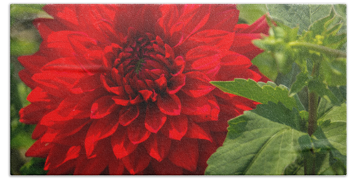 Flower Beach Sheet featuring the photograph Dahlia Perfection by Jane Luxton