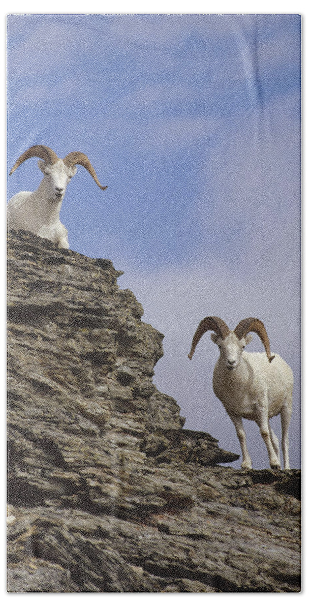 Feb0514 Beach Towel featuring the photograph Dalls Sheep On Rock Outcrop North by Michael Quinton