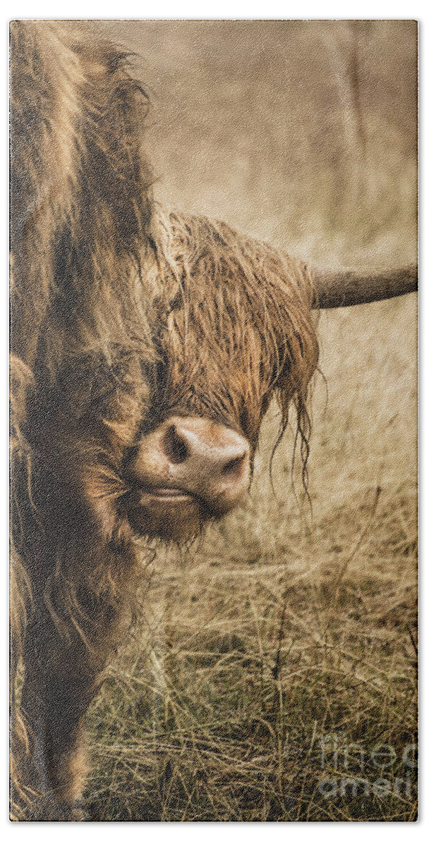 Cow Beach Towel featuring the photograph Highland Cow Damn Fleas by Linsey Williams