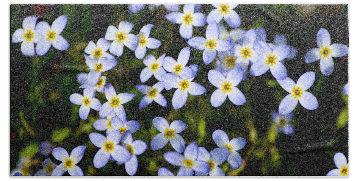 Spring Flowers Beach Towel featuring the photograph Spring Bluet Flowers by Christina Rollo