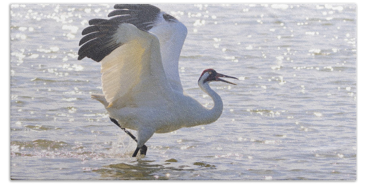 Whooping Crane Beach Towel featuring the photograph Dancing For My Lady by Tony Beck
