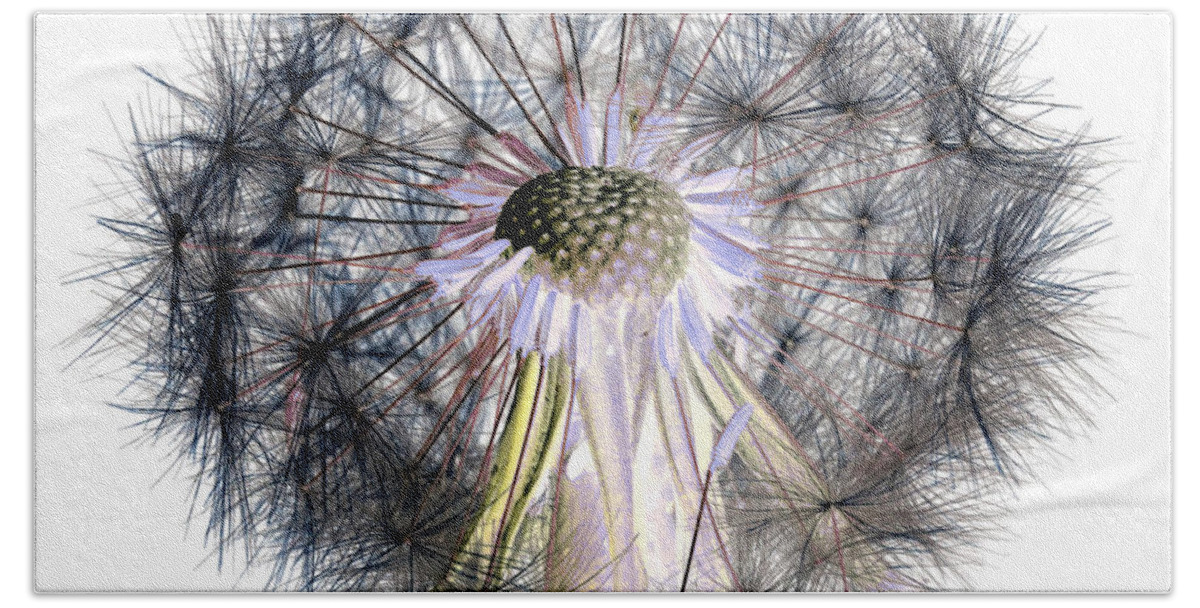 Picture Beach Towel featuring the photograph Dandelion Clock No.1 by Tony Mills