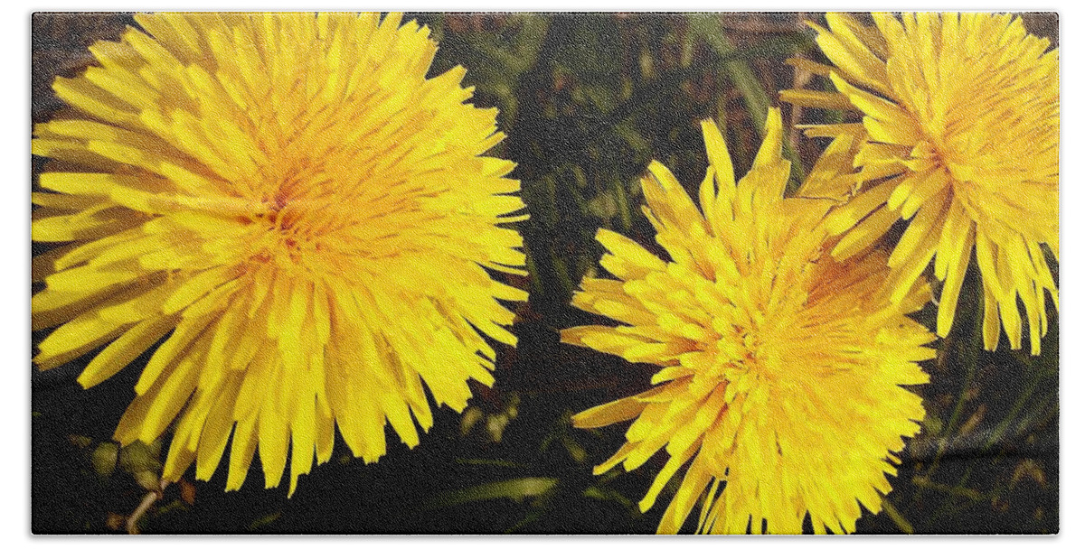 Dandelion Beach Towel featuring the photograph Dandelion Weeds? by Martin Howard