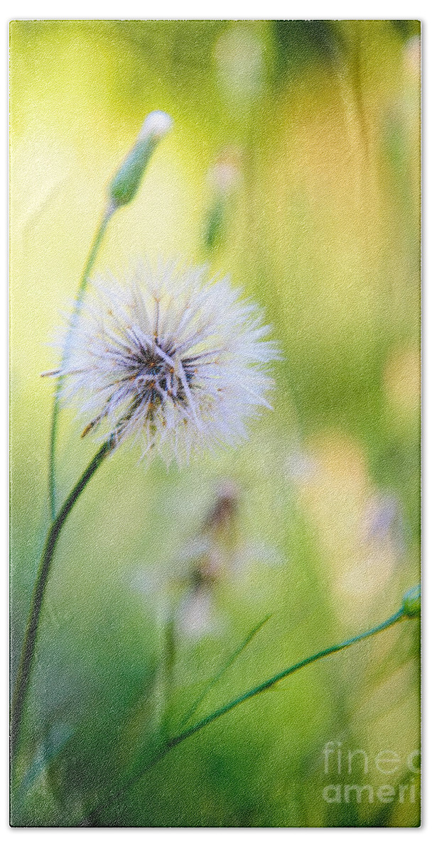 Rt Beach Towel featuring the photograph Dandelion Wishes by Charles Dobbs