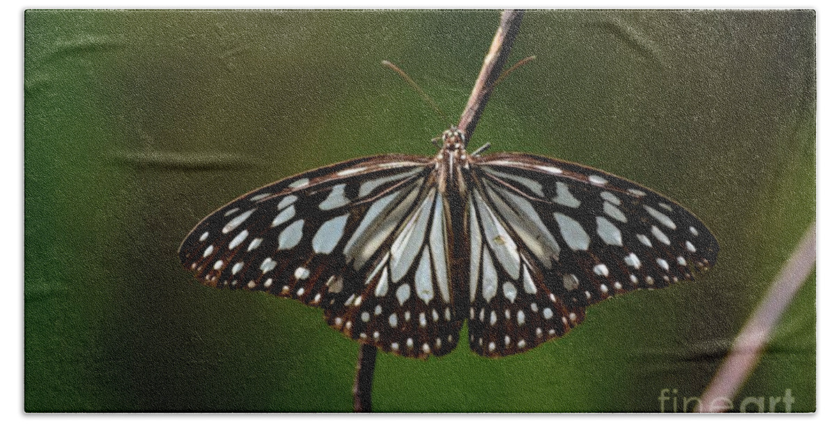 Butterfly Beach Sheet featuring the photograph Dark glassy tiger butterfly on branch by Imran Ahmed