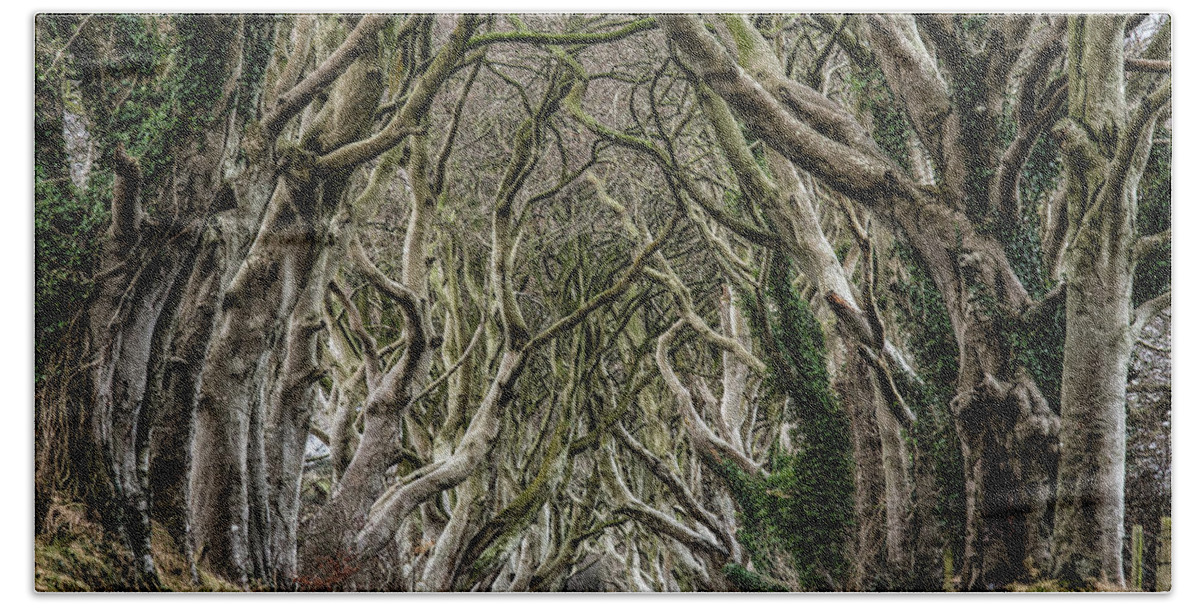 Dark Hedges Beach Towel featuring the photograph Dark Hedges by Nigel R Bell